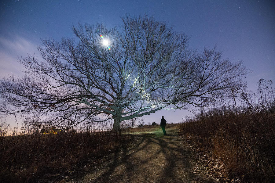 Moon Tree Photograph by Kristopher Schoenleber