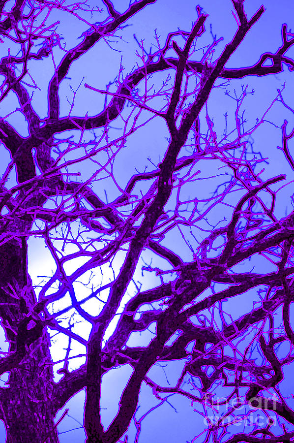 Moon Tree purple Photograph by First Star Art