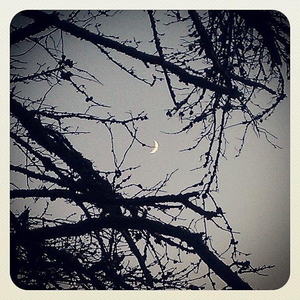 Tree Photograph - #moon #trees #sky #california  #cali by Rebecca De La Cruz