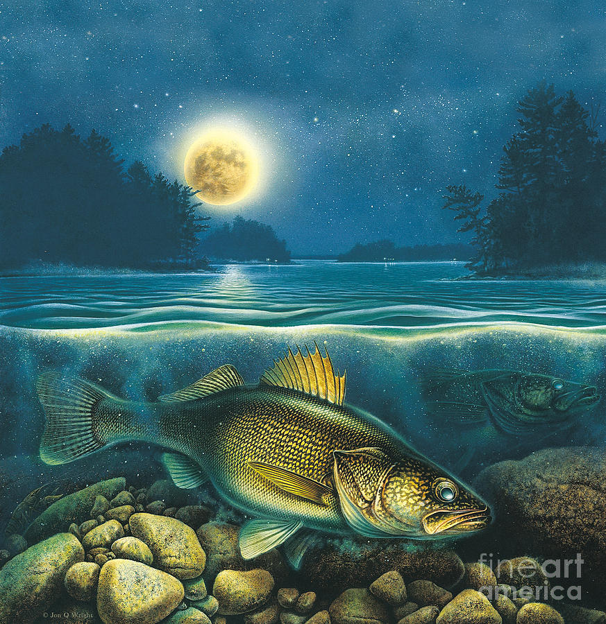 Moon walleye 4 Painting by JQ Licensing
