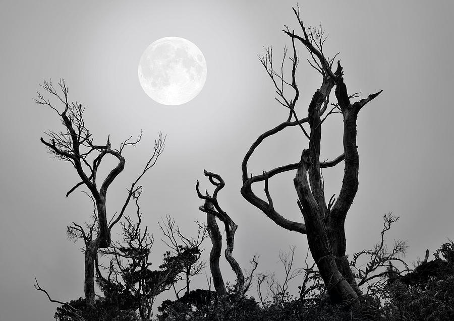 Halloween Photograph - Moon Whisperer by Edwin Verin