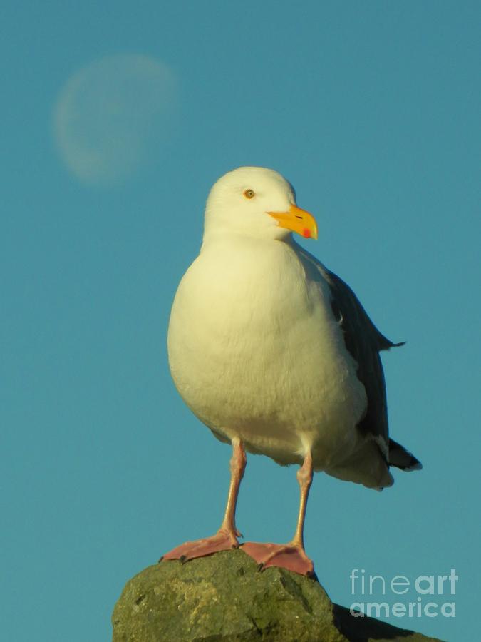 Moon with Seagull Photograph by Gallery Of Hope 