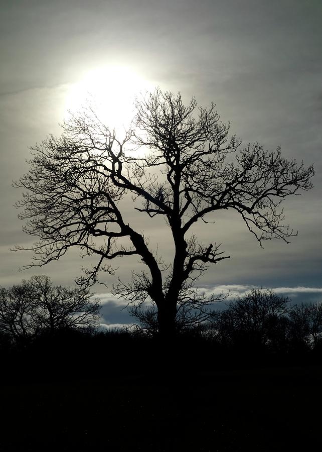 Moon With Tree Silhouette. Photograph by Science Photo Library Moon With Tree Silhouette. Photograph by Science Photo Library