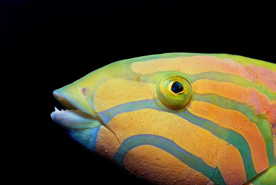 Moon Wrasse Photograph by Jeff Rotman