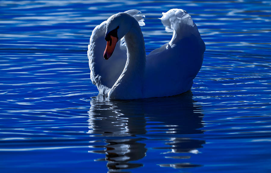 Moonbeam Dream Photograph by Brian Stevens