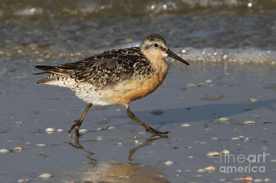 Red Knot Photograph by Meg Rousher