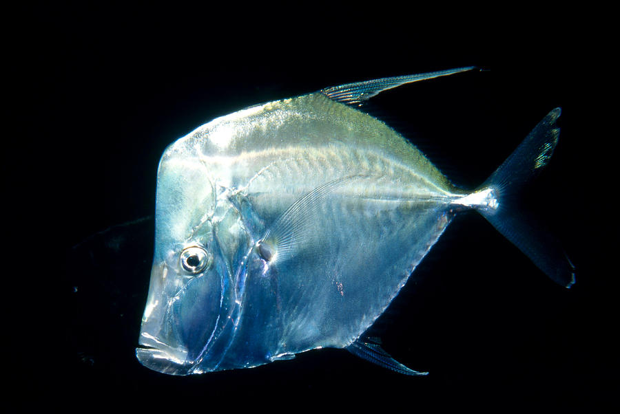 Moonfish Or Mexican Lookdown Photograph by Greg Ochocki