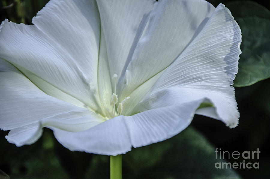 Moonflower 1 Photograph by Mary Carol Story