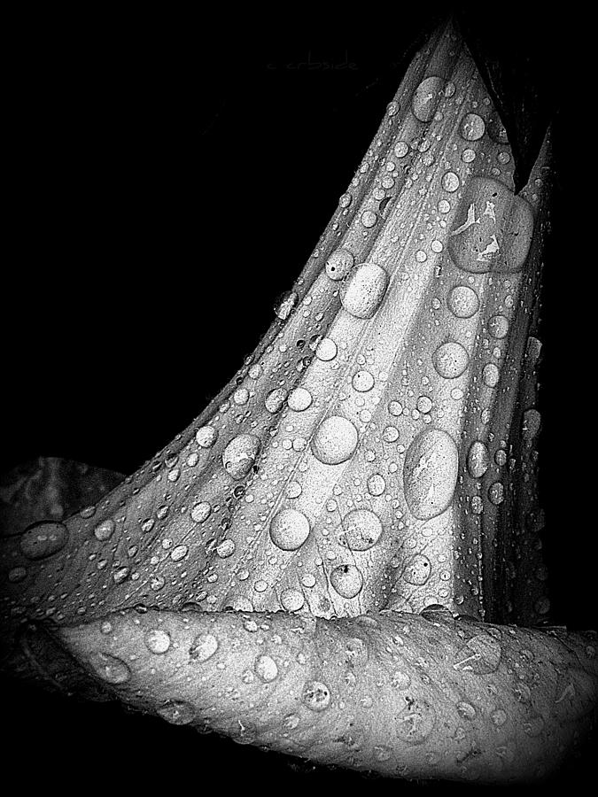 Nature Photograph - Moonflower and Rainwater  by Chris Berry