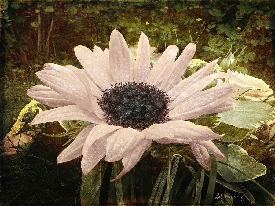 Moonflower Digital Art by Barbara Orenya