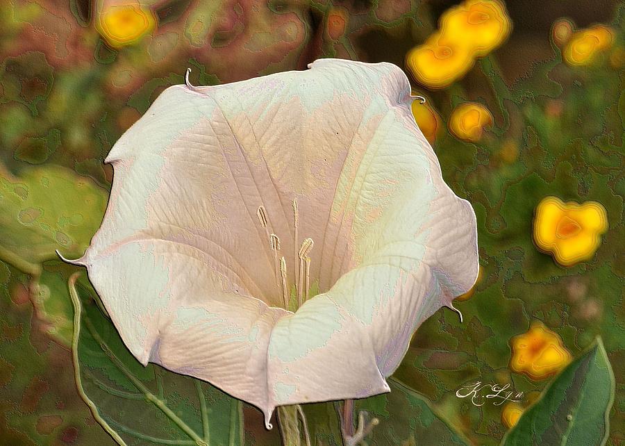 Moonflower Brilliance Photograph By Kathy Baucum Fine Art America 4566