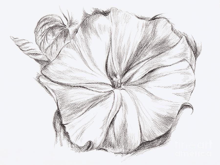 Moonflower In Charcoal Drawing By Mm Anderson,How To Price Garage Sale Items 2018