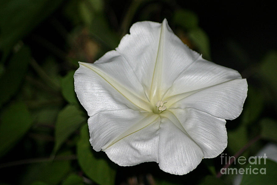 Moonflower Photograph by Living Color Photography Lorraine Lynch