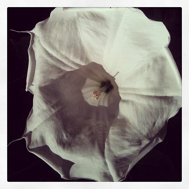 Wildlife Photograph - Moonflower, You Have To Catch This When by Matt Cook