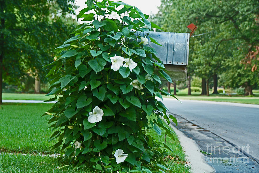 Moonflowers Photograph by Betty Morgan