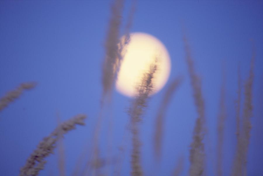 Moongrass Photograph by Ken Dietz