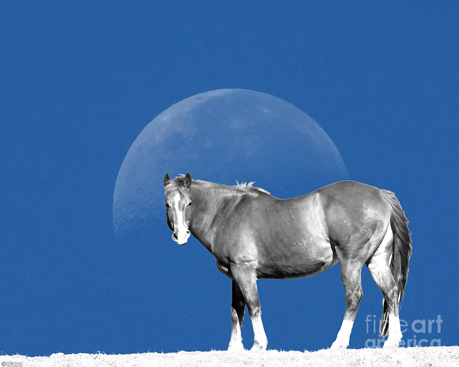 Moonhorse Digital Art by Lizi Beard-Ward