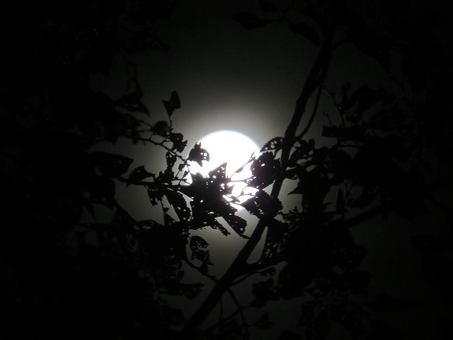 Moonlight Photograph by Emily Hargreaves - Fine Art America