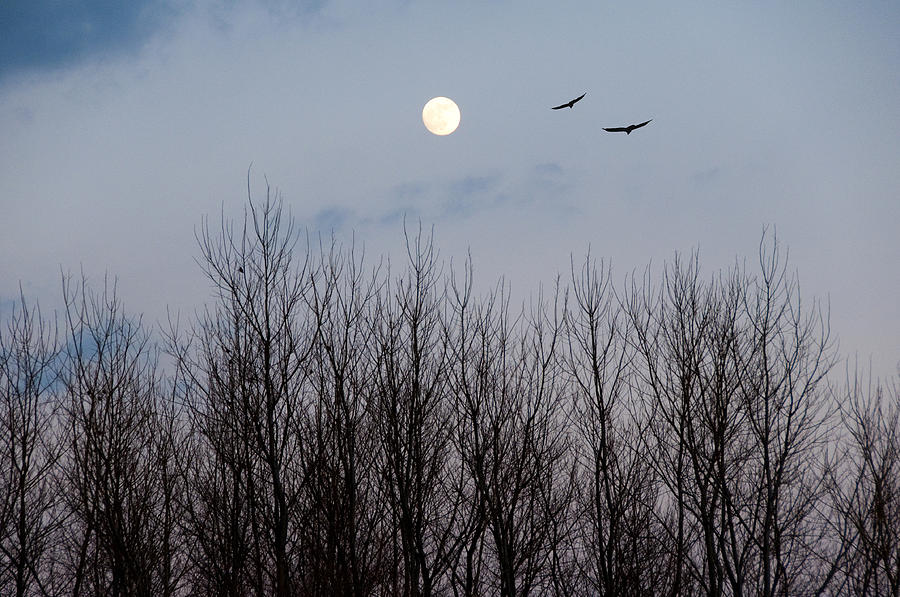 Moonlight Flight Photograph by Cathy Kovarik