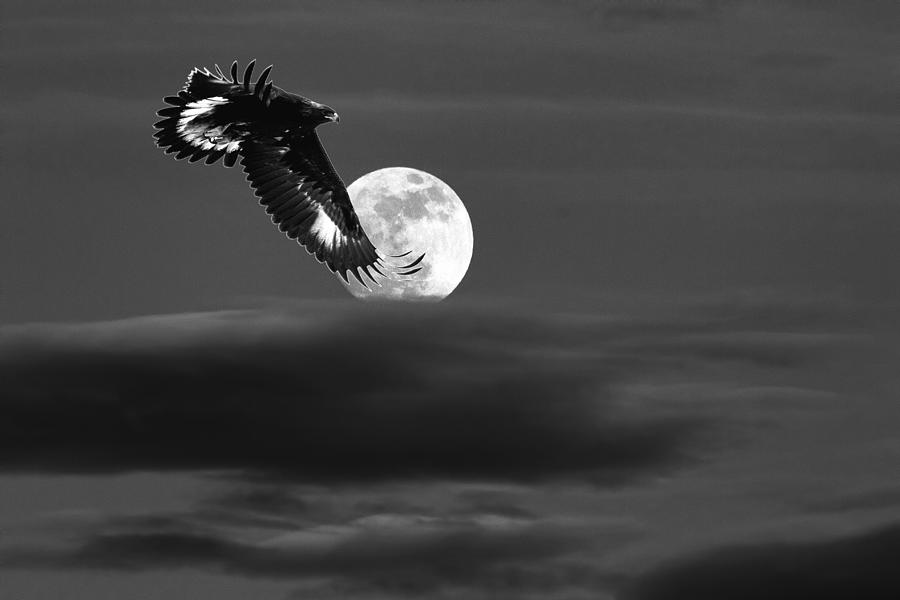 Moonlight Flight Photograph by Jim Garrison
