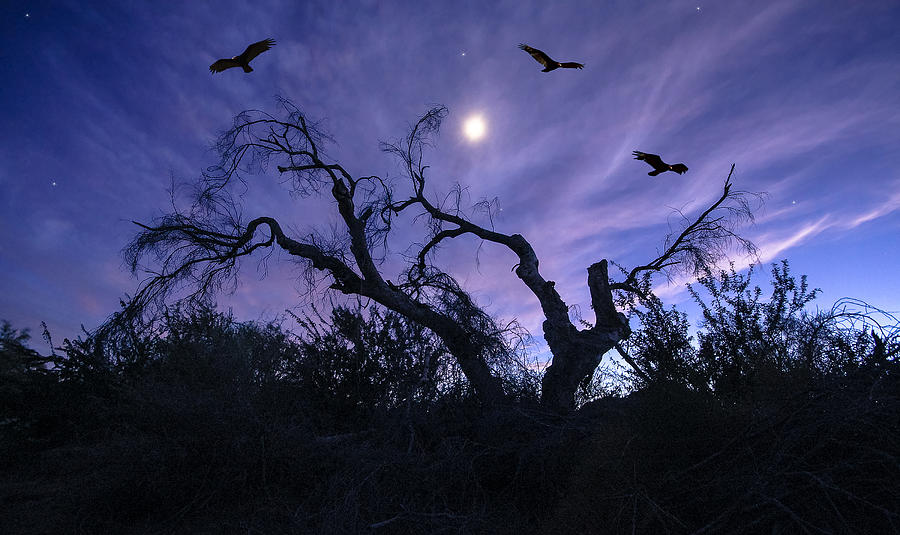 moonlight flight