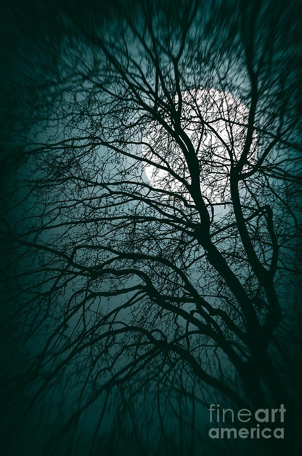 Tree Photograph - Moonlight Forest by Carlos Caetano