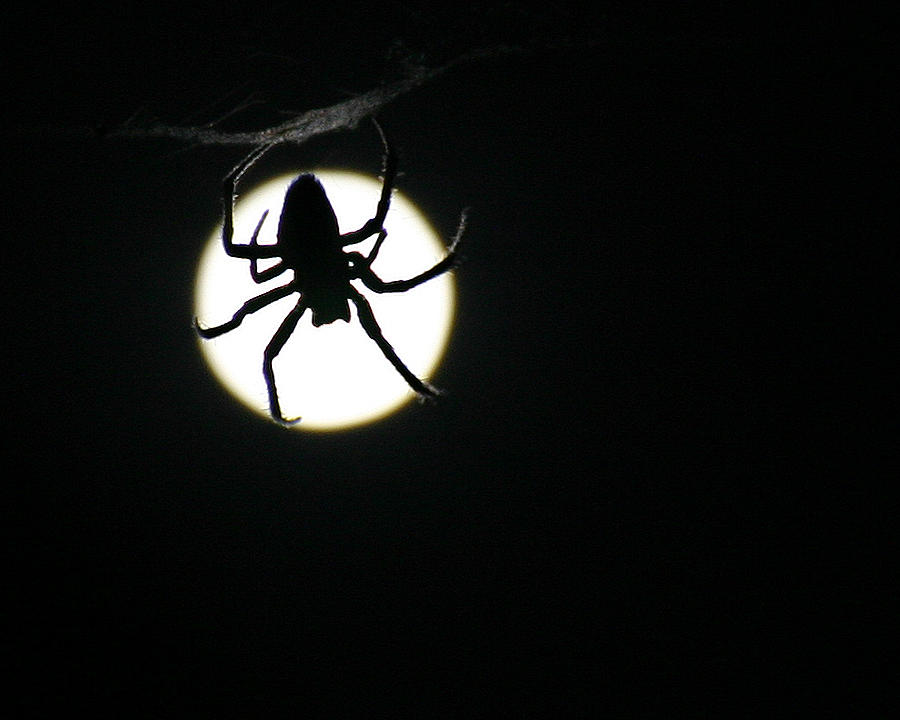Moonlight Hunter Photograph by Christopher McKenzie