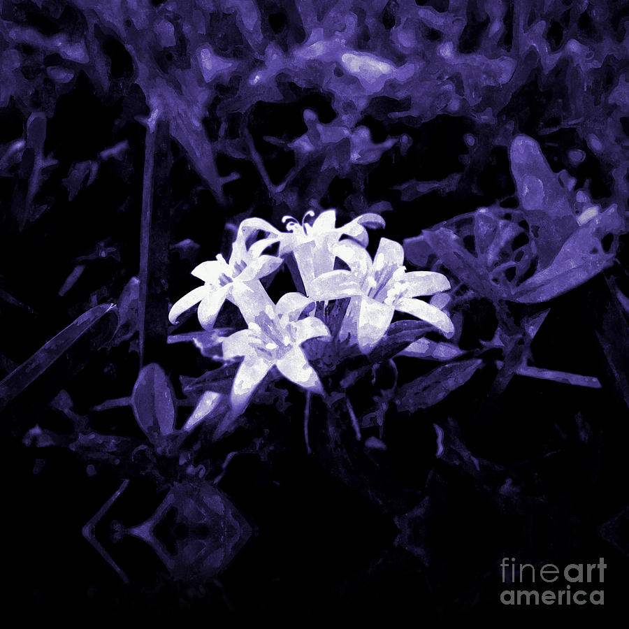 Moonlight Digital Art by Nelson Osorio - Fine Art America