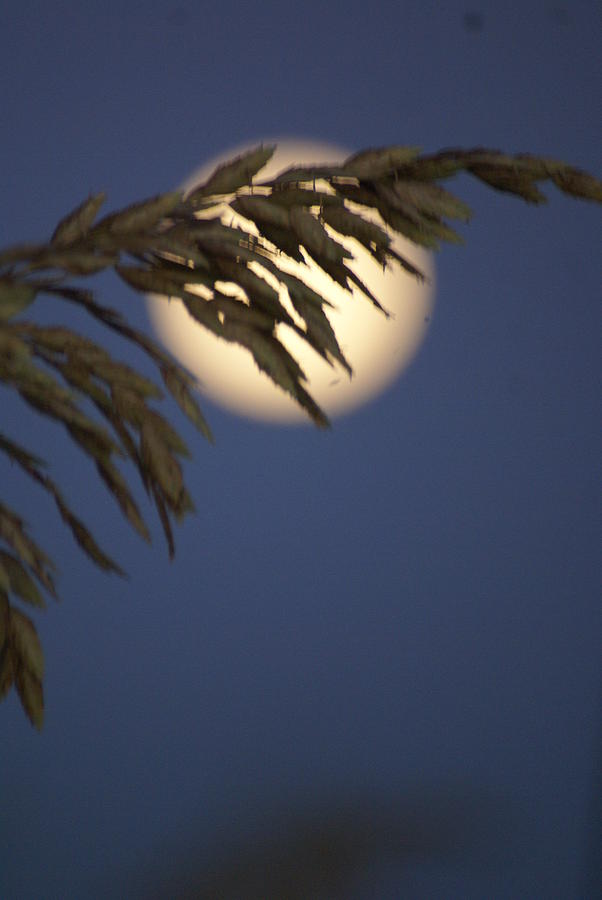 Moonlight Photograph - Moonlight Sea Oat by Glenda Barber