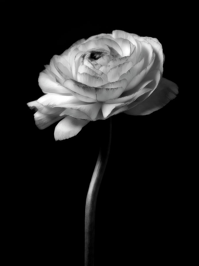 A Black And White Rose Flower Photo Image Art Print Shop Online Photography Art-Work #2 Photograph by Nadja Drieling - Flower- Garden and Nature Photography - Art Shop