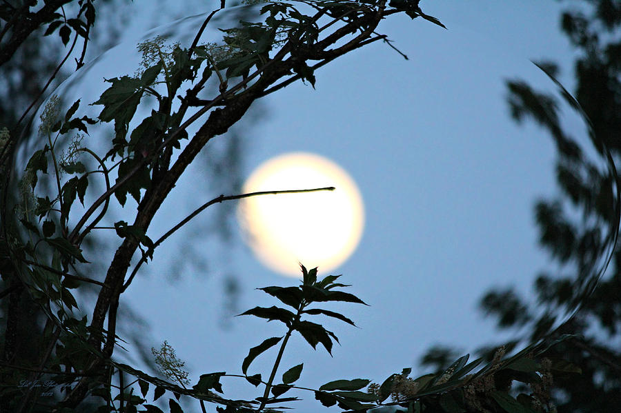 Moonlight Sphere Photograph by Jeanette C Landstrom