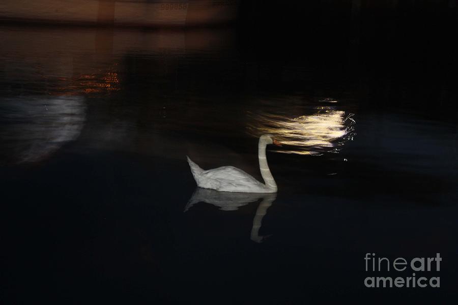 Moonlight Swan Photograph by John Telfer