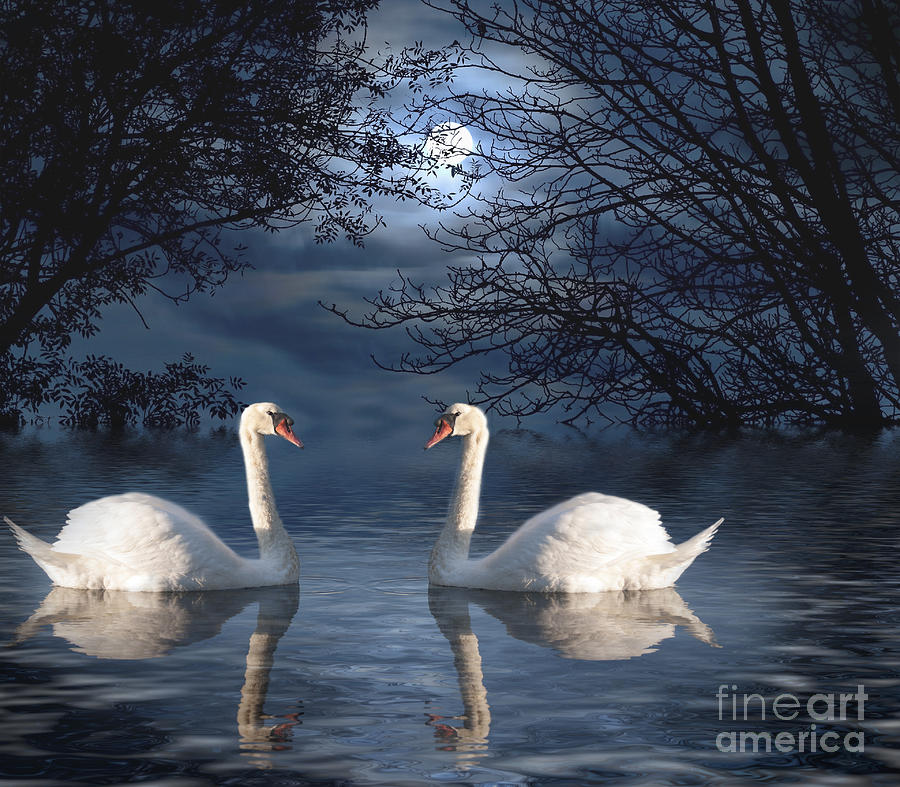 Animal Photograph - Moonlight Swim by Juli Scalzi