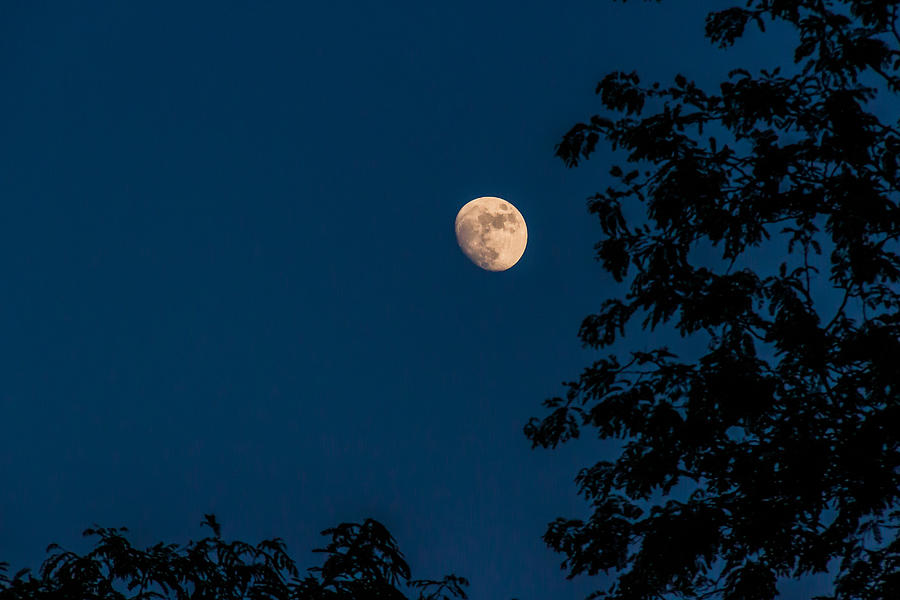 Moonlit backyard Photograph by Chris McCown - Fine Art America