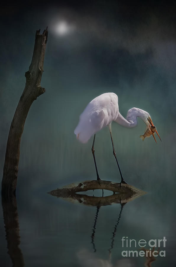 Moonlit Egret Photograph by Kym Clarke