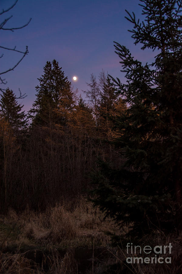 Moonlit Evening Photograph by Cheryl Baxter