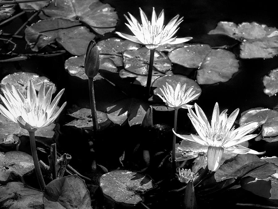 Moonlit Lotus Photograph by Dominic Piperata