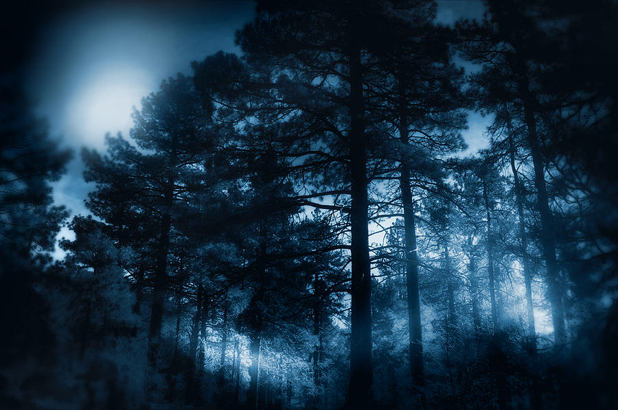 Nature Photograph - Moonlit Night by Douglas MooreZart