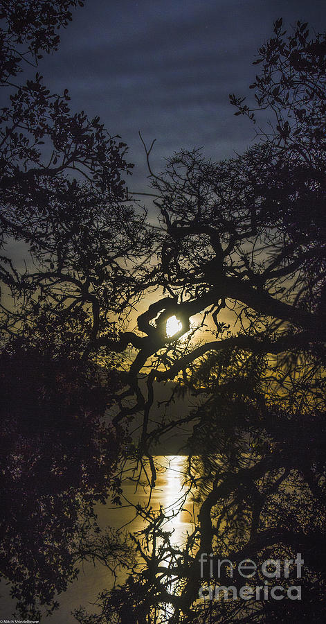 Moonlit Oaks Photograph by Mitch Shindelbower
