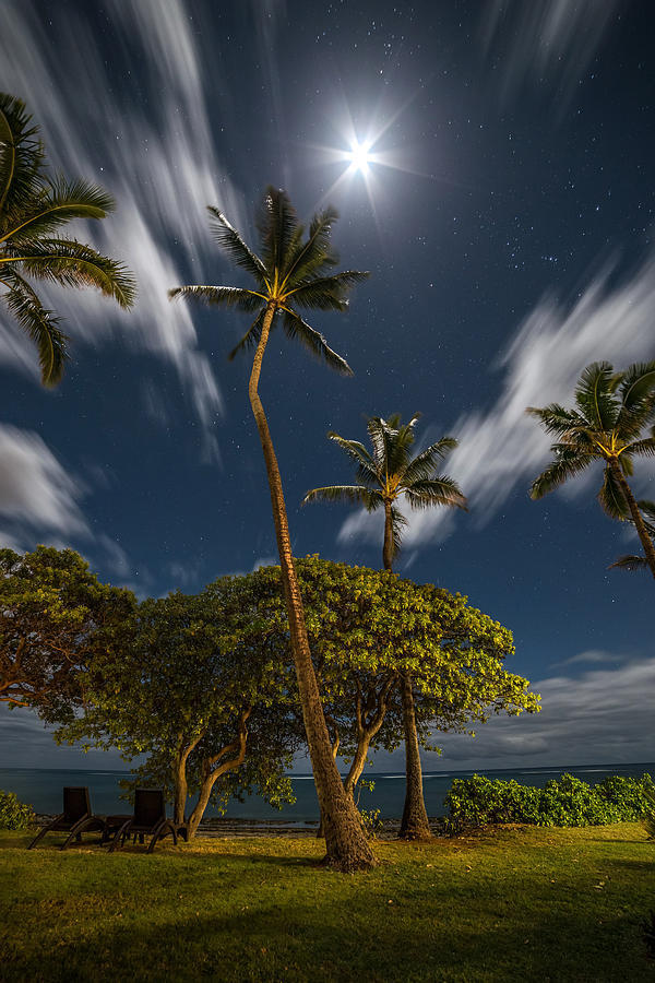 Moonlit Palm Trees Photograph by Pierre Leclerc Photography