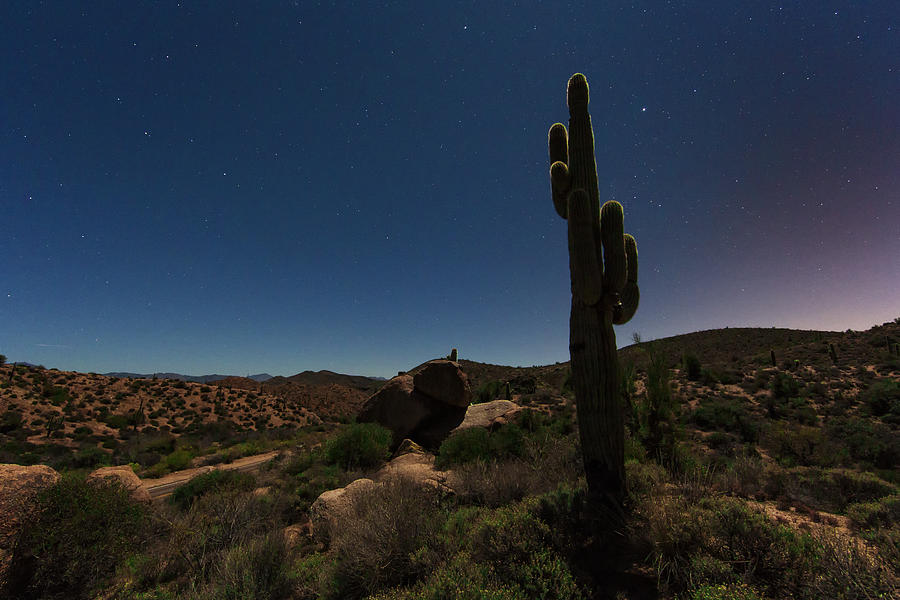 Saguaro Photograph - Moonlit Saguaro by Rick Berk