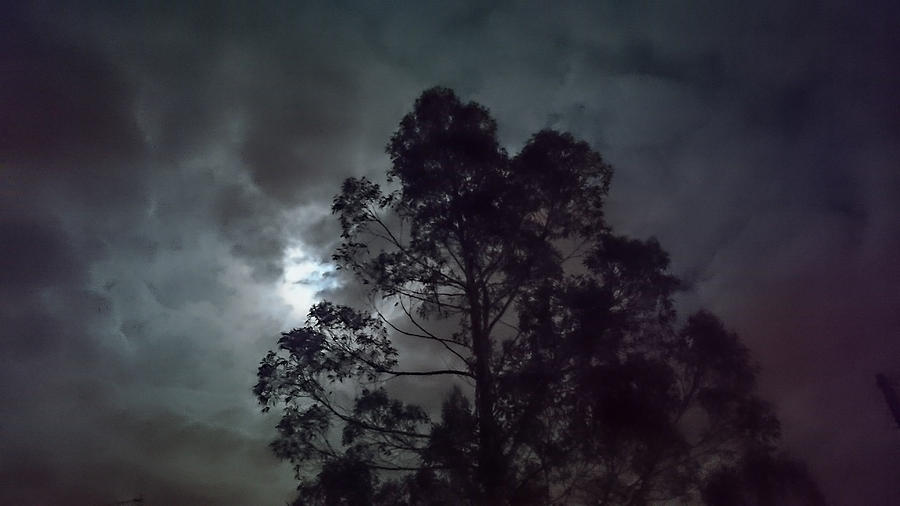 Moonlit tree Digital Art by Gary Eason