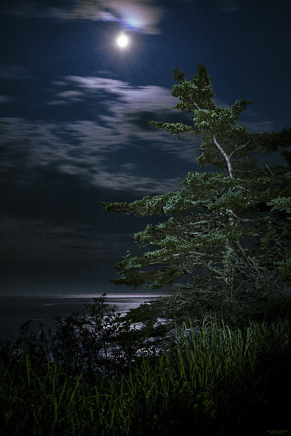 Moonlit Treescape Photograph by Marty Saccone