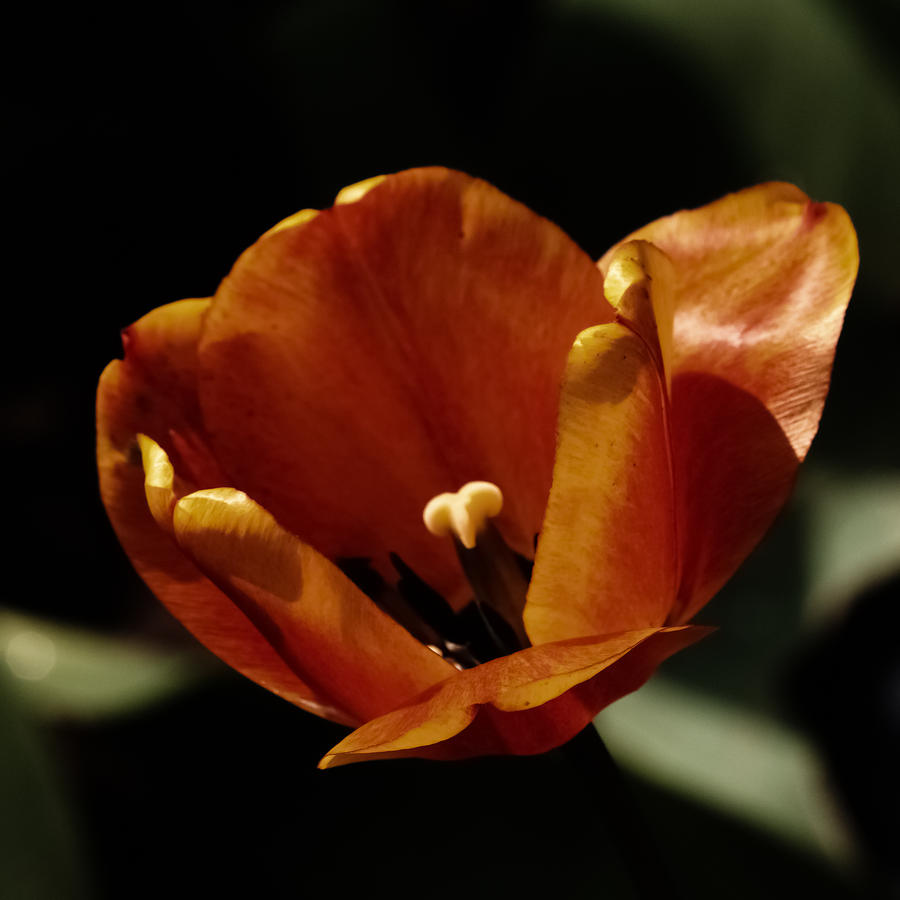 Moonlit Tulip 3D22502 Photograph by Guy Whiteley