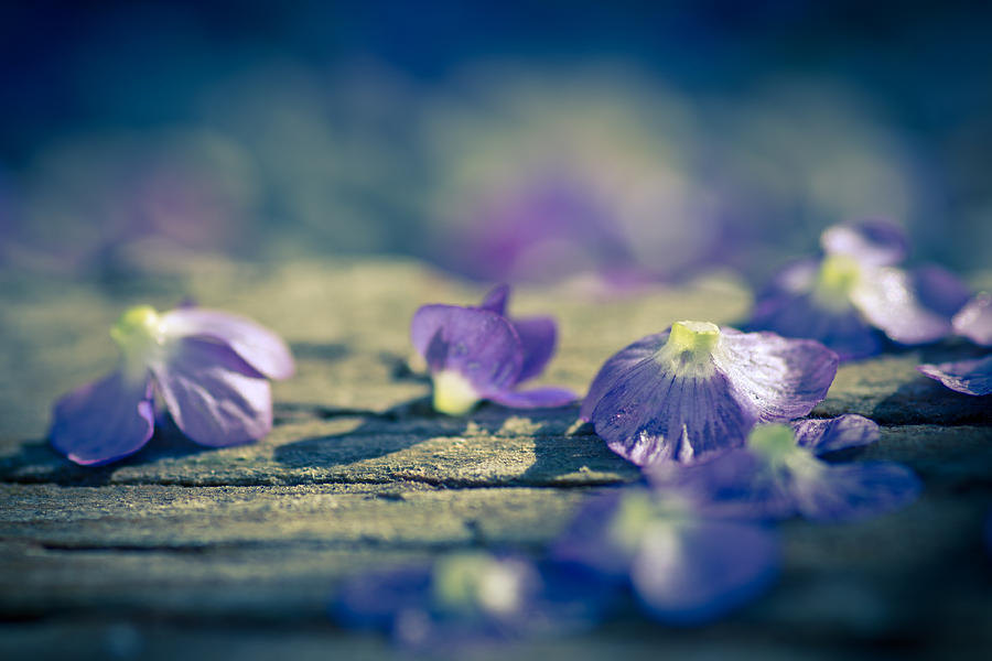 Flower Photograph - Moonlit Veronica by Priya Ghose