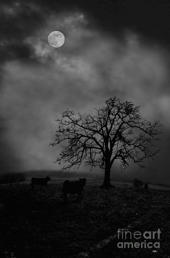 Moonlite tree on the farm Photograph by Dan Friend