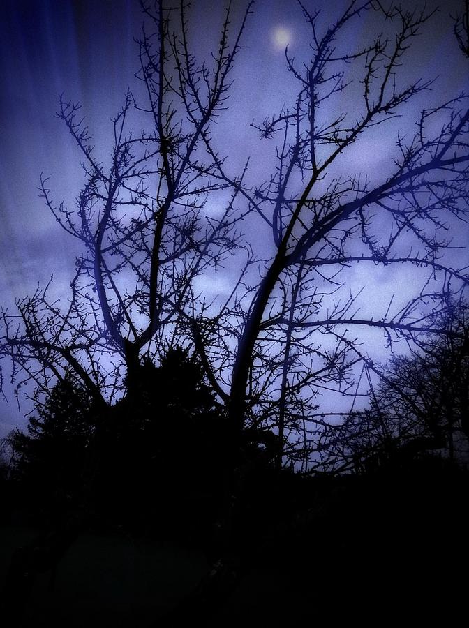 Moonrise Photograph by Anne Thurston
