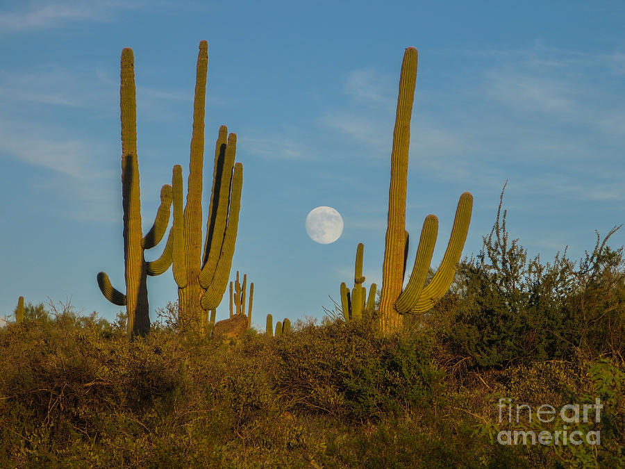 Moonrise And Saguaros At Browns Ranch Photograph by Marianne Jensen