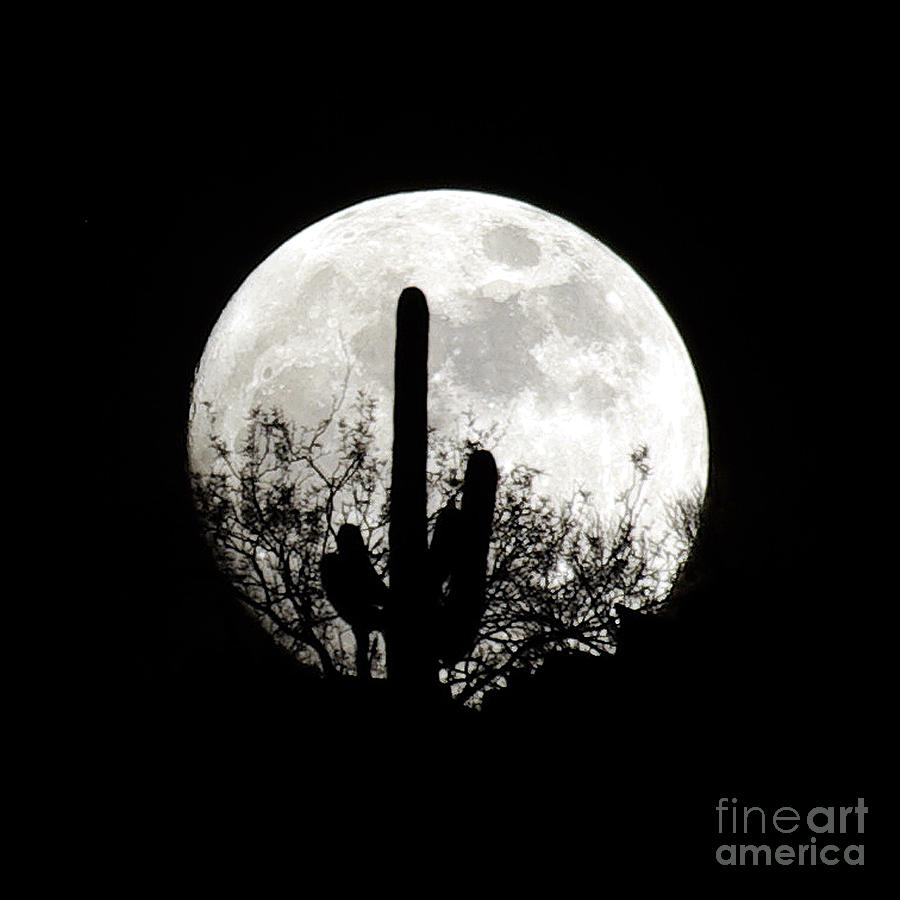 Moonrise At Sabino Canyon Photograph by Douglas Taylor