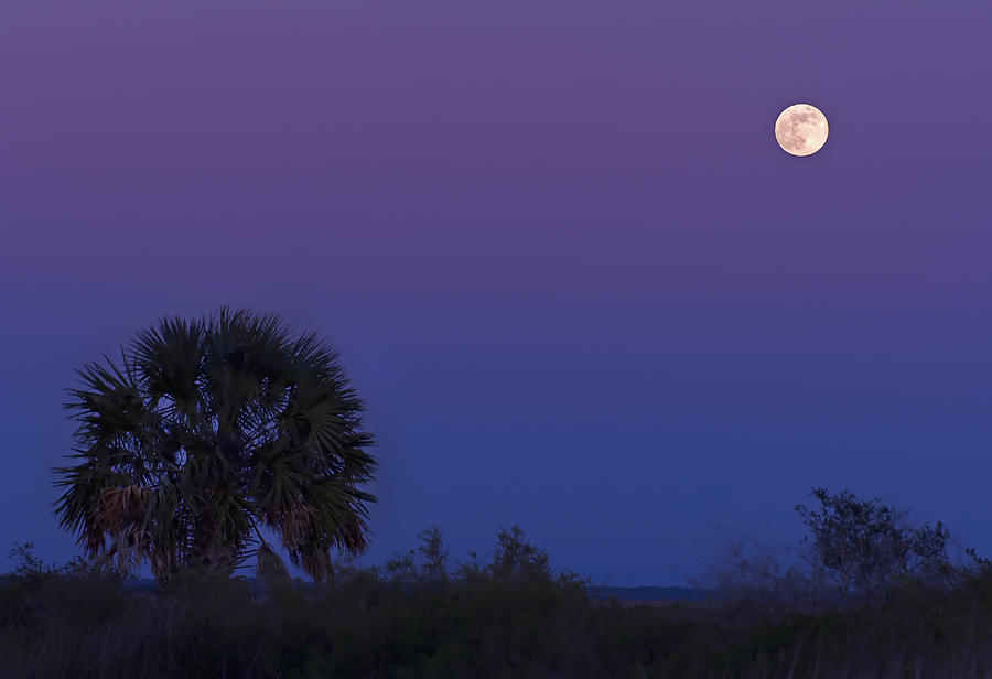 Moonrise Photograph by Bill Chambers
